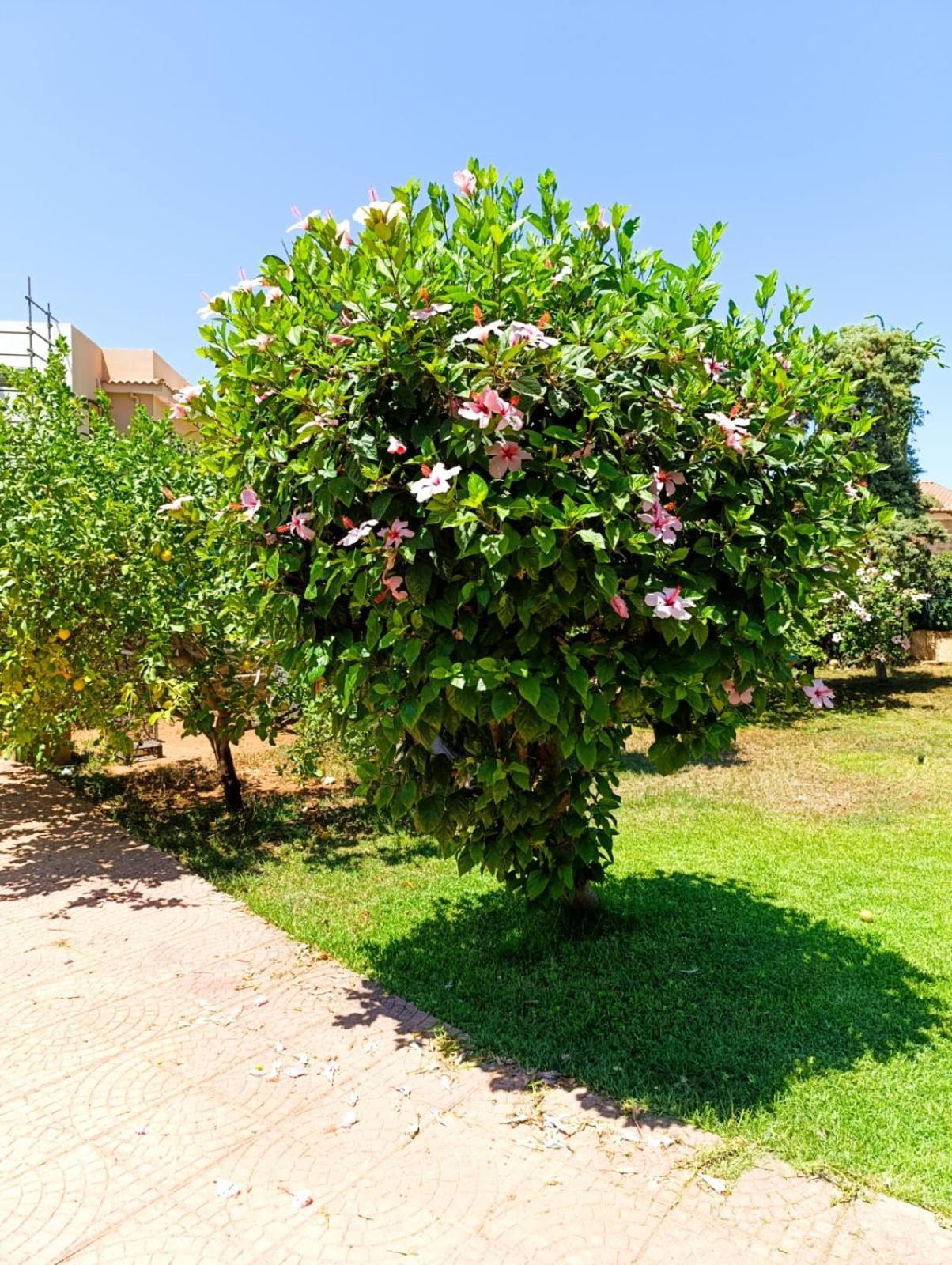 パレルモ Casa In Giardino A Pochi Passi Dal Mareヴィラ エクステリア 写真