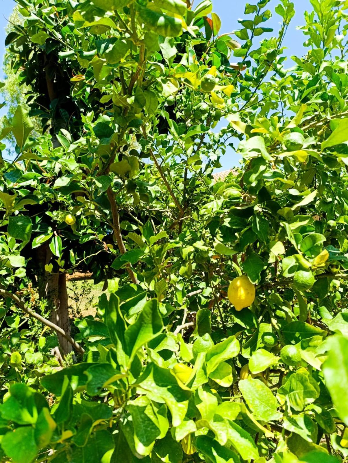 パレルモ Casa In Giardino A Pochi Passi Dal Mareヴィラ エクステリア 写真
